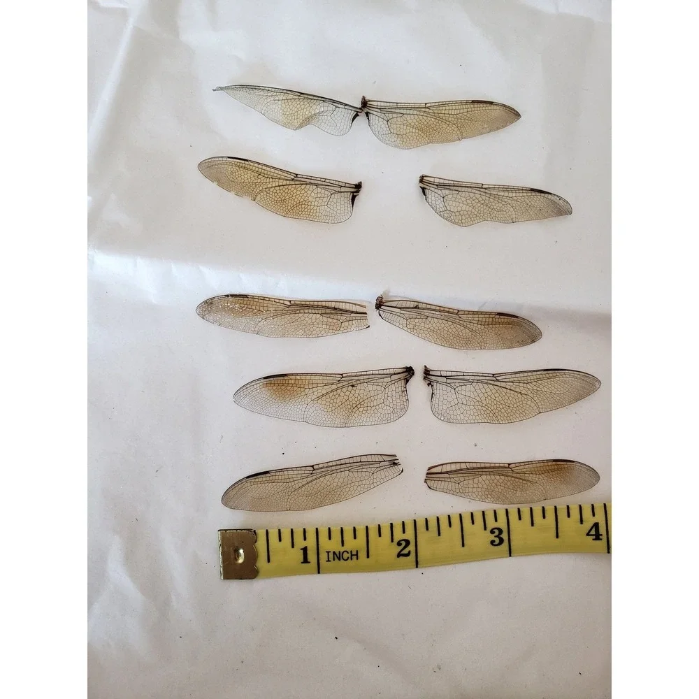 Dragonfly Wings Real Wings 15 Wings Potion Bottle Apothecary Witchcraft Potion